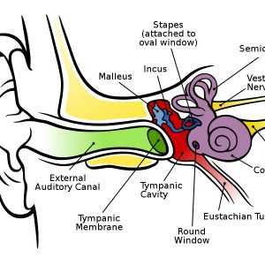 microsuction in chigwell Archives - Ear Wax Removal Organisation